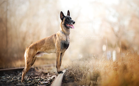 动物 宠物 狗 猫