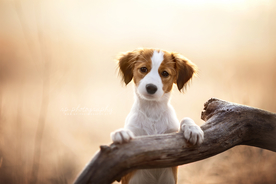 动物 宠物 狗 猫