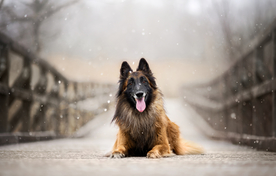 动物 宠物 狗 猫