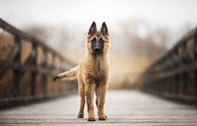 动物 宠物 狗 猫