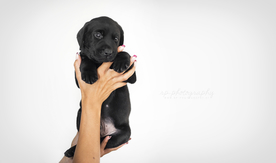 动物 宠物 狗 猫