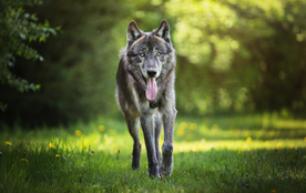 动物 宠物 狗 猫