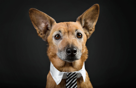 动物 宠物 狗 猫