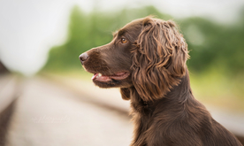 动物 宠物 狗 猫