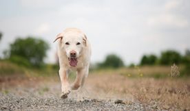 动物 宠物 狗 猫