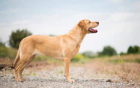 动物 宠物 狗 猫