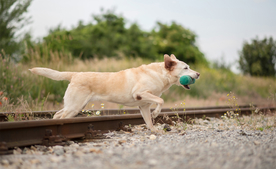 动物 宠物 狗 猫