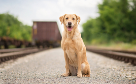动物 宠物 狗 猫