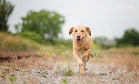 动物 宠物 狗 猫