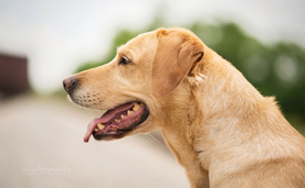 动物 宠物 狗 猫