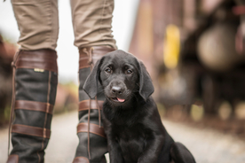动物 宠物 狗 猫