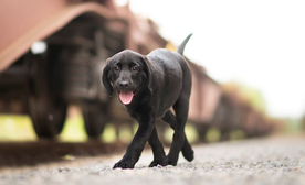 动物 宠物 狗 猫