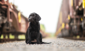 动物 宠物 狗 猫