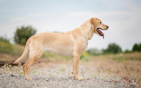 动物 宠物 狗 猫