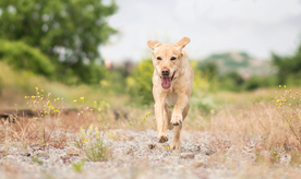 动物 宠物 狗 猫
