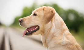 动物 宠物 狗 猫