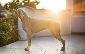 动物 宠物 狗 猫