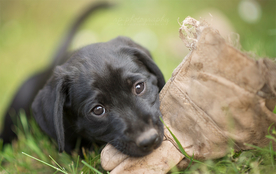 动物 宠物 狗 猫