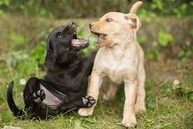 动物 宠物 狗 猫