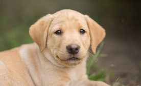 动物 宠物 狗 猫