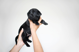 动物 宠物 狗 猫