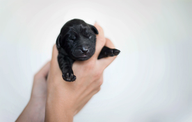 动物 宠物 狗 猫