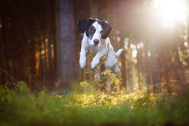 动物 宠物 狗 猫