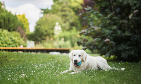 动物 宠物 狗 猫