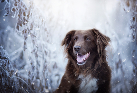 动物 宠物 狗 猫