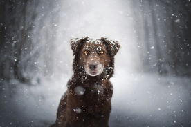 动物 宠物 狗 猫
