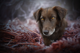 动物 宠物 狗 猫