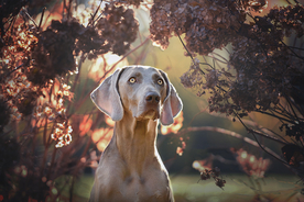 动物 宠物 狗 猫