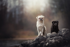 动物 宠物 狗 猫