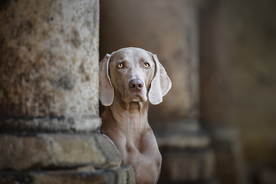 动物 宠物 狗 猫