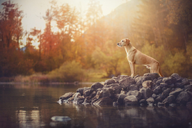 动物 宠物 狗 猫