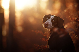 动物 宠物 狗 猫
