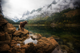 动物 宠物 狗 猫