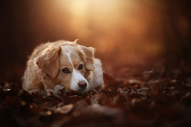 动物 宠物 狗 猫