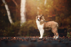 动物 宠物 狗 猫