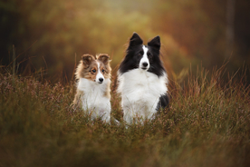 动物 宠物 狗 猫