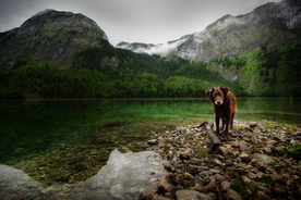 动物 宠物 狗 猫