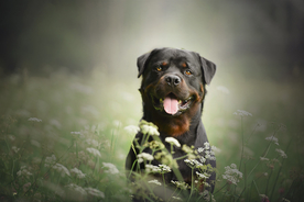 动物 宠物 狗 猫