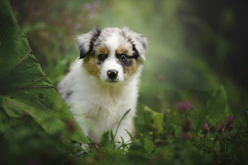 动物 宠物 狗 猫
