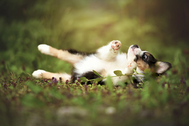 动物 宠物 狗 猫