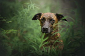 动物 宠物 狗 猫