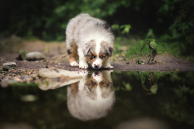 动物 宠物 狗 猫