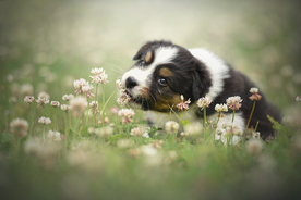 动物 宠物 狗 猫