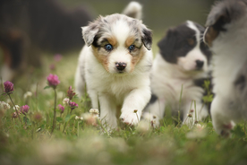 动物 宠物 狗 猫