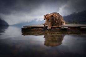 动物 宠物 狗 猫