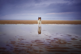 动物 宠物 狗 猫